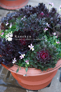 20101120l.jpg