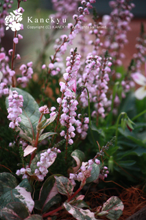 20101125c.jpg