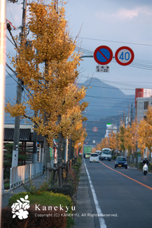 20101129b.jpg