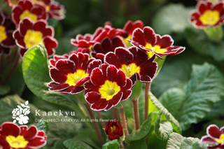 20101205d.jpg