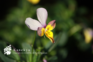 20101205h.jpg