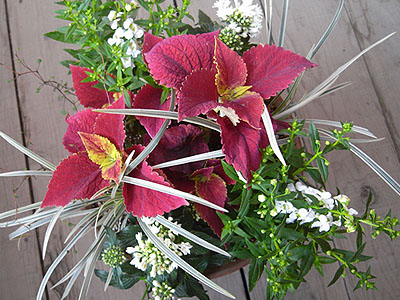 0523寄植え上から.jpg