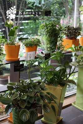 20090707l.jpg