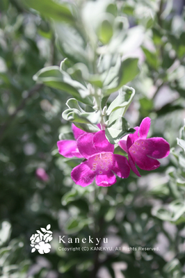 20090808e.jpg
