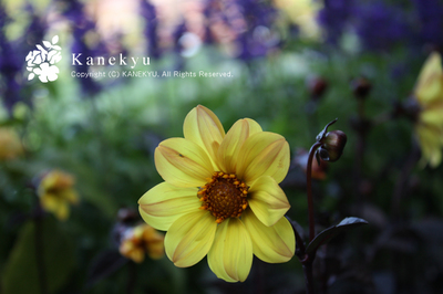 20090819f.jpg