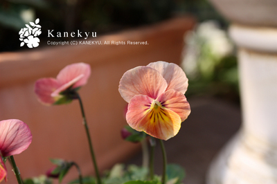 20091107l.jpg