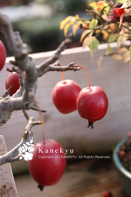 20091127l.jpg