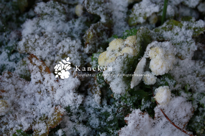 20100113o.jpg
