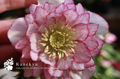 20100224b.jpg