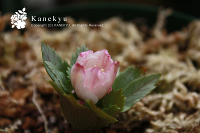 20100227a.jpg