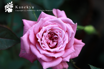 20100311g.jpg