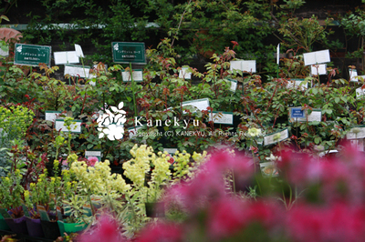 20100324h.jpg
