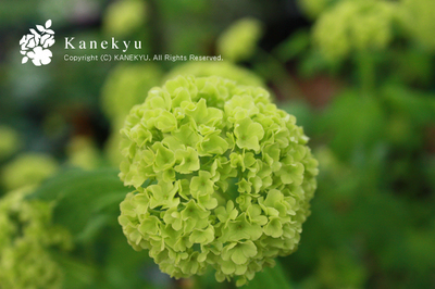 20100325a.jpg