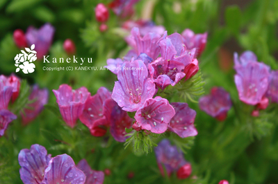20100511k.jpg