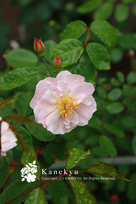 20100511m.jpg