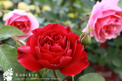 20100512g.jpg