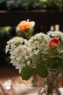 20100515d.jpg