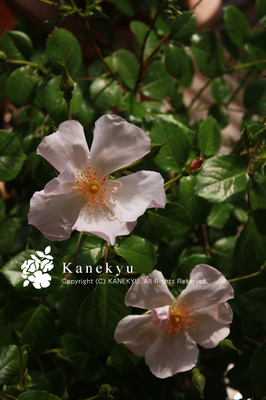 20100515e.jpg