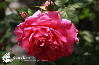 20100515l.jpg