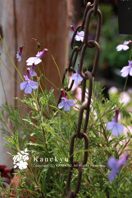 20100515p.jpg