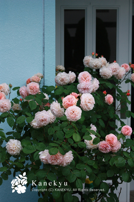20100518b.jpg