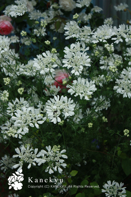 20100518f.jpg