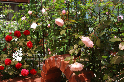 20100518r.jpg