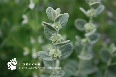 20100518y.jpg