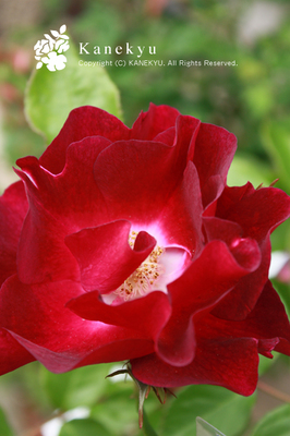 20100522m.jpg