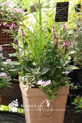 20100710d.jpg
