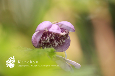 20100710g.jpg
