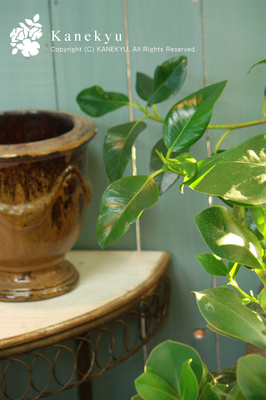 20100723h.jpg