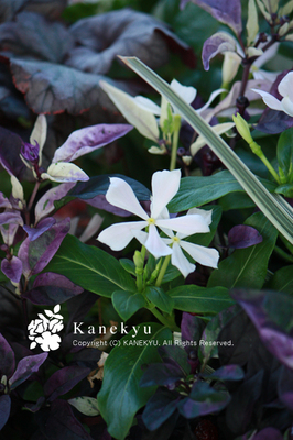 20100726b.jpg