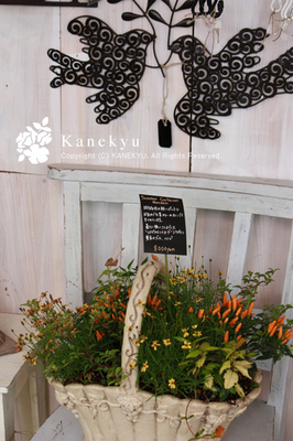 20100729f.jpg