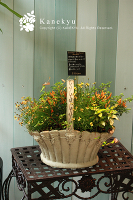 20100729g.jpg