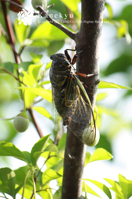 20100731a.jpg