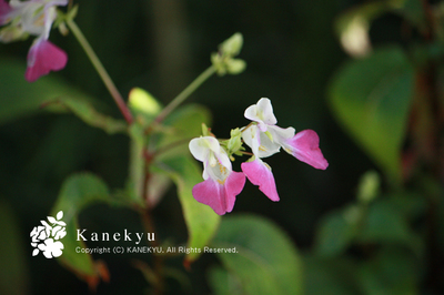 20100805b.jpg
