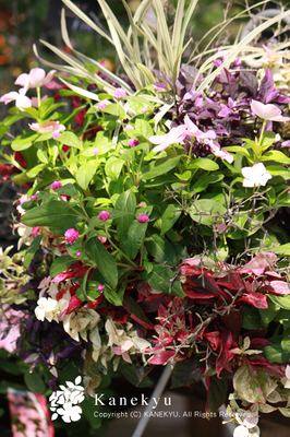 20100906b.jpg