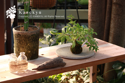 20100911f.jpg