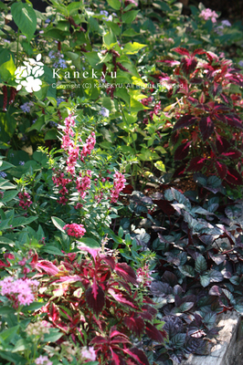20100919a.jpg