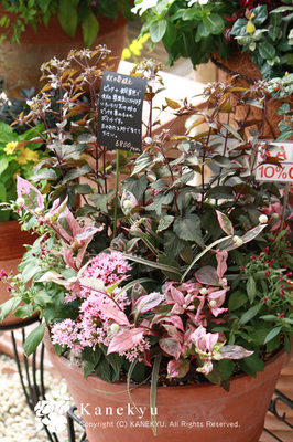 20100920c.jpg
