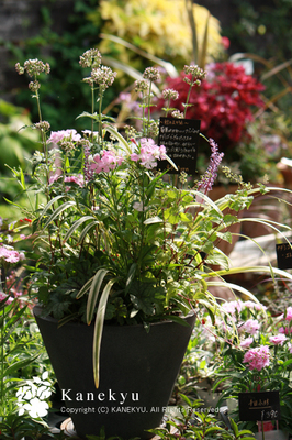 20100920d.jpg
