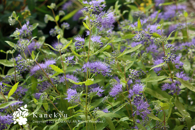 20100920f.jpg