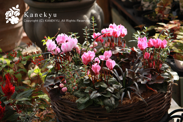 Kanekyu 金久 秋から冬へ 寄せ植え コンテナガーデン 金久は大阪府泉佐野市にある園芸店 ガーデニングショップ です