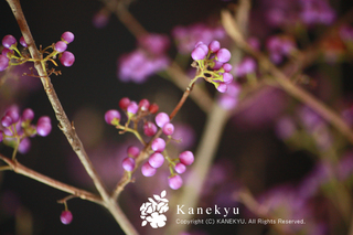 20101208i.jpg