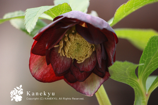 20110103j.jpg