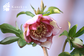 20110104d.jpg