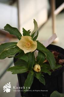 20110105aa.jpg