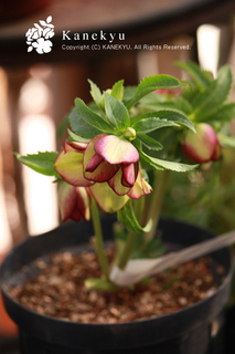 20110105bb.jpg