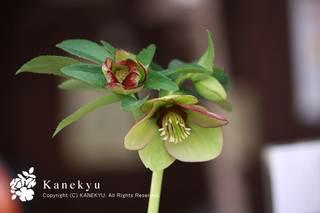 20110107g.jpg